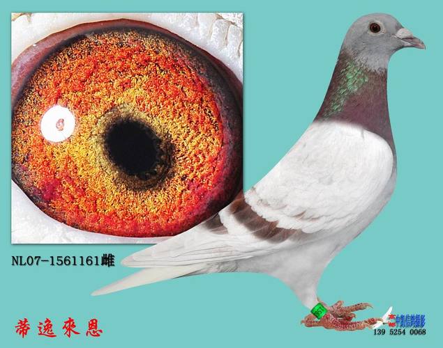 信鸽花头白条配对图