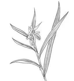 杜若花简笔画
