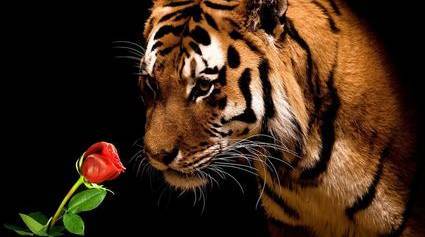 员工文苑|心有猛虎,细嗅蔷薇