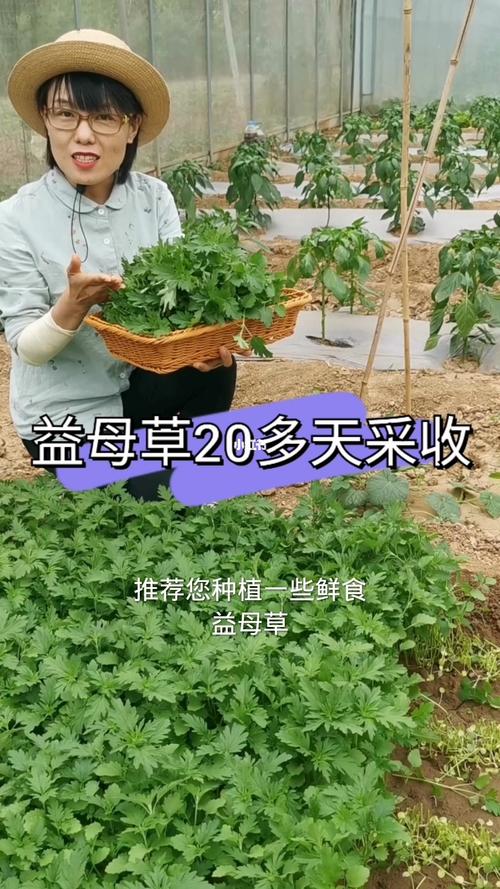 做汤推荐您种植一些仙石益母草