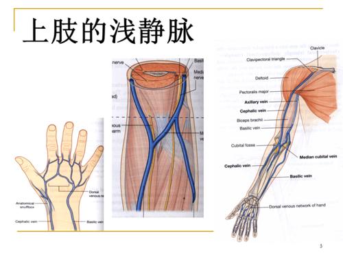 临床解剖学课件:2016上肢腋区