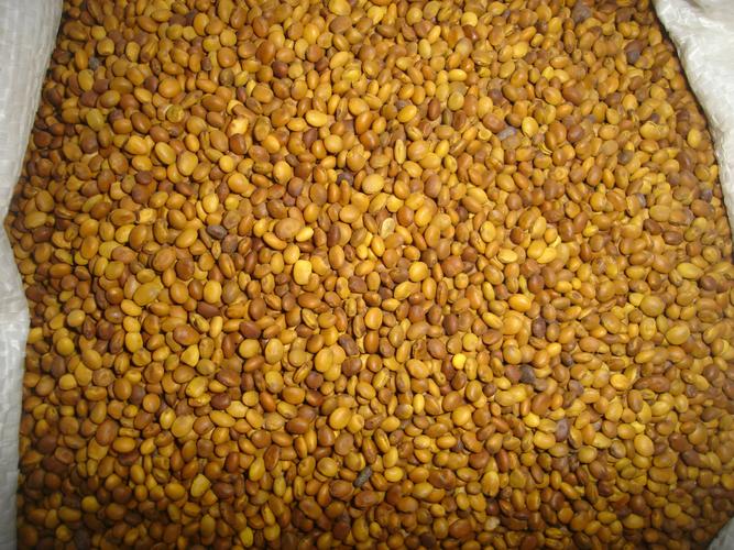 苦豆子干馏油抑菌洗剂的制法和功效