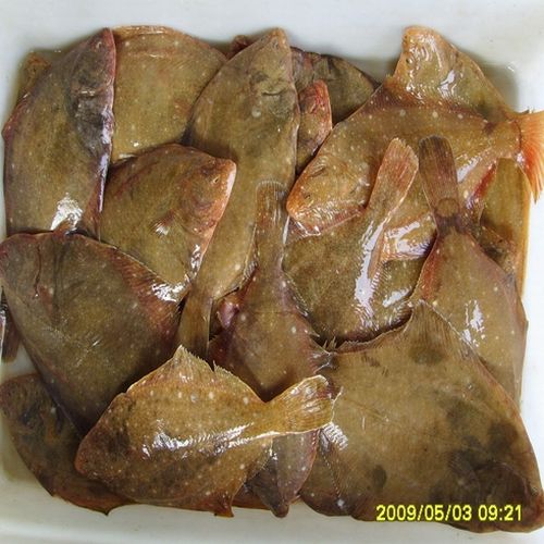 沙板鱼长什么样