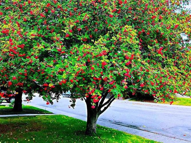 唱了几十年的《山楂树》其实是花楸树,歌名应该是《乌拉尔的花楸树》