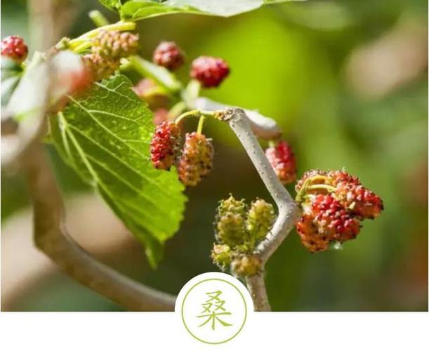 聆听汉字之美:《花草字传》,了解"桑"