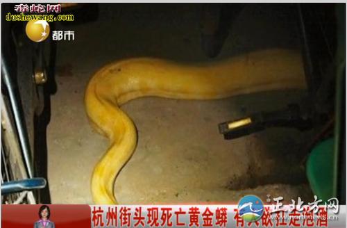 死亡黄金蟒