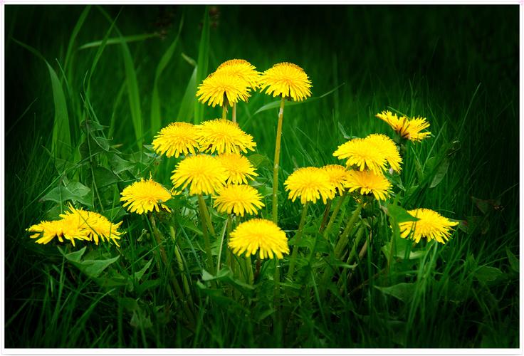 蒲公英花与果实·芬芳多彩的花《十九》