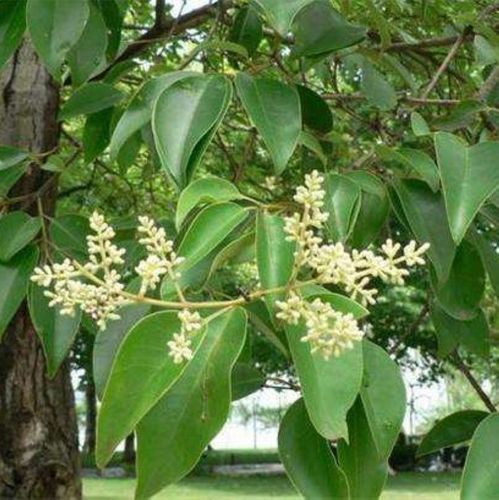 当前热销速生白蜡种子观叶白蜡树大叶小叶白蜡籽青榔木白荆树金叶对节