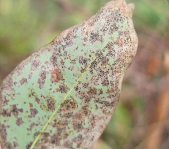 桉树有病怎么办?