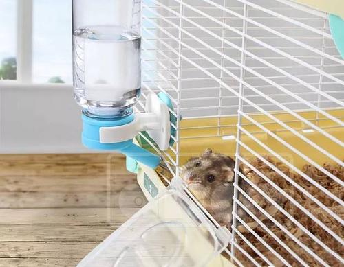 你知道仓鼠怎么喝水的吗?