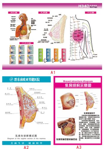 女性乳房经络穴位结构示意图pp胶海报 乳房矢状解剖图