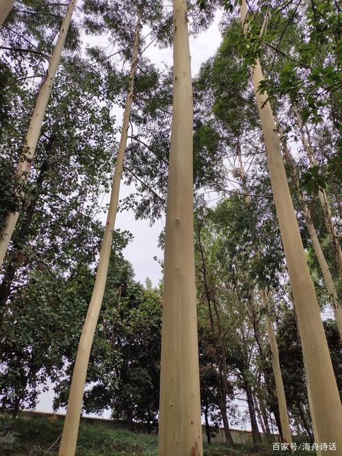 紫薇银薇柠檬桉,入诗入画人喜欢