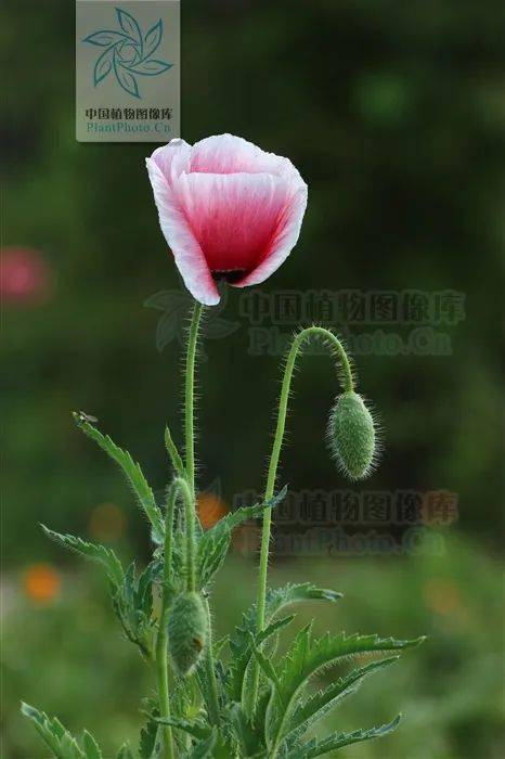 罂粟,虞美人还傻傻分不清吗?教你快速识别!