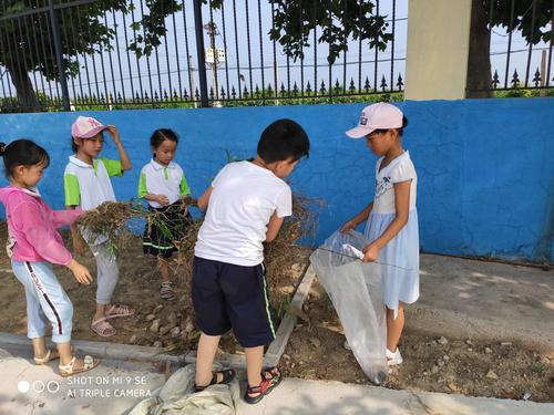 美化校园,我们在行动---青杨小学师生拔草活动掠影
