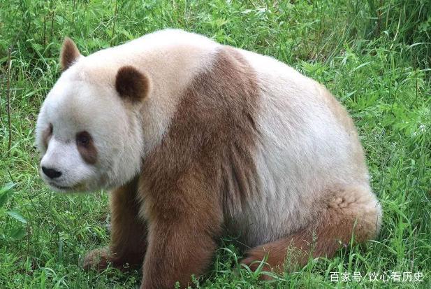 我国秦岭有幸发现一只"神兽",全球仅剩下一只,究竟是