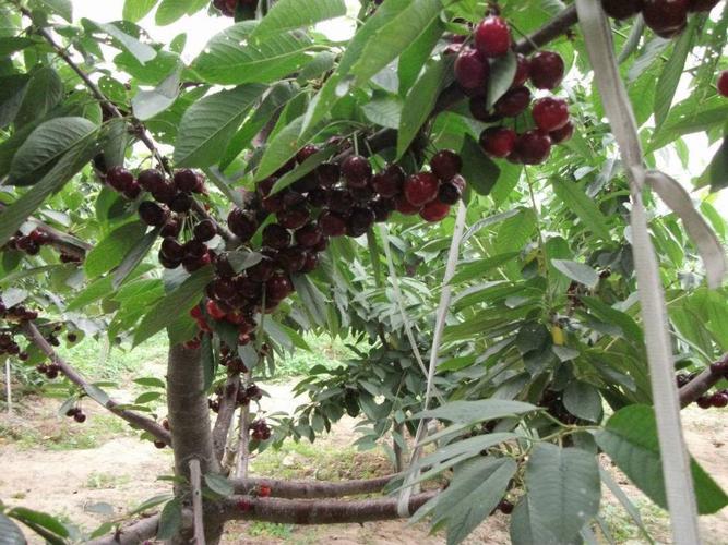 綦江大樱桃树苗基地-大樱桃树苗夏季修剪