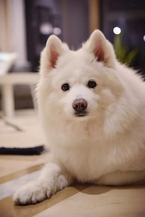 养一只乖乖的萨摩耶真的很值,因为你叫它的时候它竟然