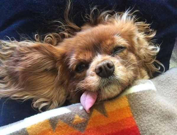 狗狗喜欢"吐舌头",除了散热之外,还有这6个原因!