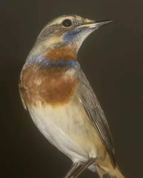 【鸟友汇】看图识常见的靛颏鸟及其它