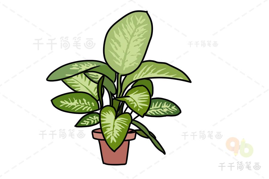 花叶万年青盆栽简笔画