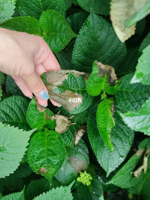 求助,绣球叶子发黄卷曲_养花_养花知识分享_家居家装