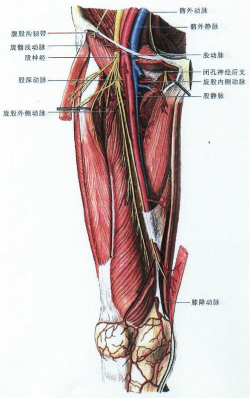 (图) 大腿前内侧面的血管和神经-人体解剖组织学-医学