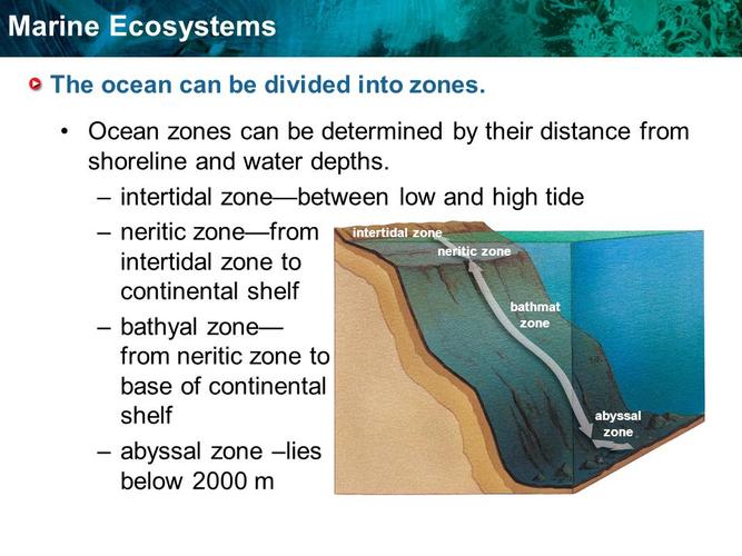 below 2000 mintertidal zoneneritic zonebathmat zoneabyssal zone