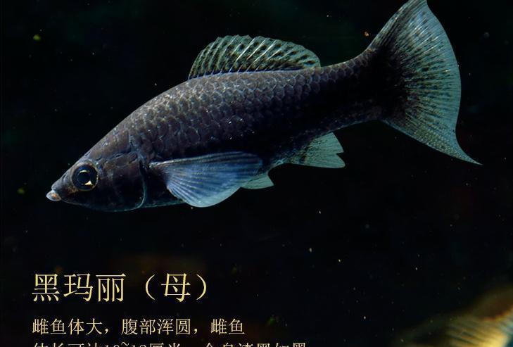 在雌鱼面前舞姿卓绝, 付出全力变现自己的黑玛丽鱼