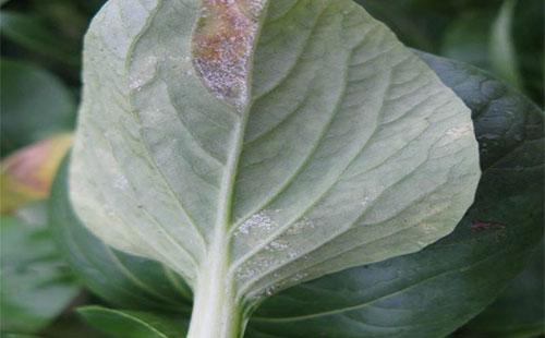 油菜霜霉病的发生原因发病症状及防治措施