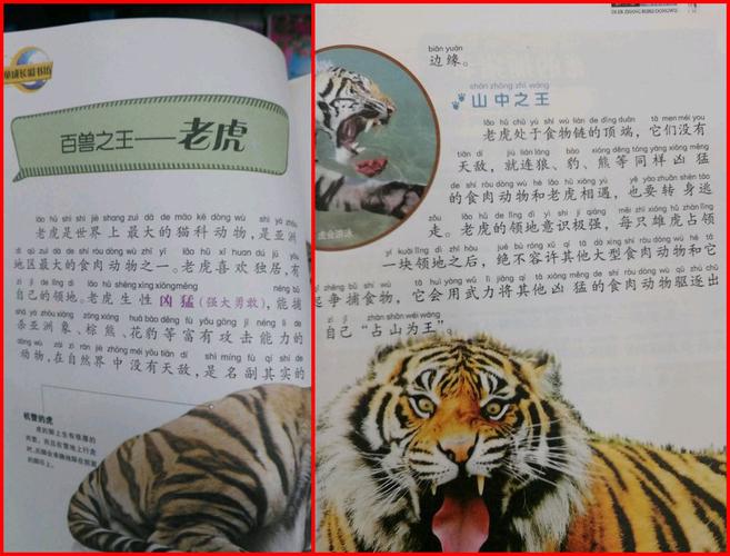 熊占老虎菜单407的份额究竟是什么虎如此强悍