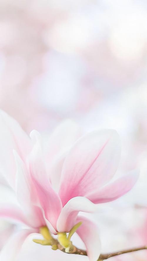 小清新养眼的花卉图片手机壁纸