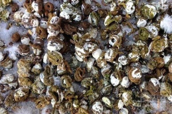 信鸽球虫病介绍