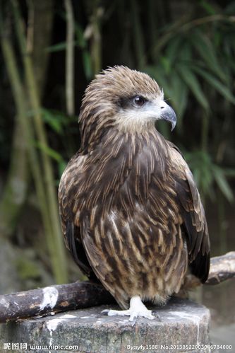 小鹰图片