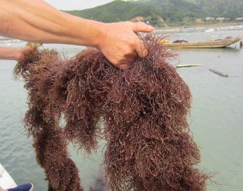 长在海里的藻类是绿色食品,无任何添加