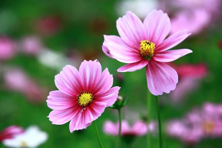 幸福格桑花花语和寓意