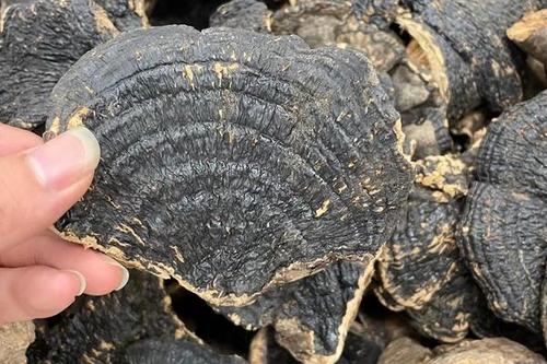 0/斤  精选黑灵芝 量大价格优惠