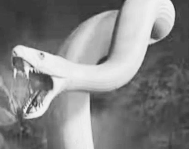 观里来了一位癞头僧,身材矮胖,肥头大耳,挺着一个大肚子,看起来油油腻