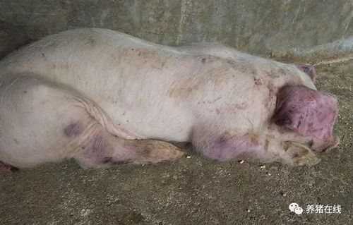 猪伪狂犬病与脑膜炎型链球菌病怎么区分?