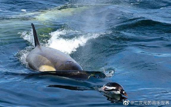 虎鲸围猎企鹅!海洋中最强的杀手集团!