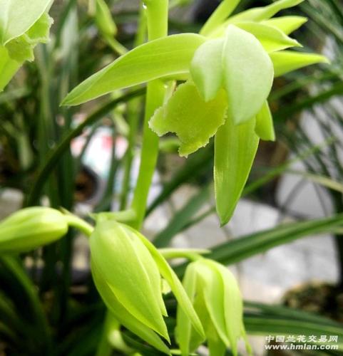 蕙兰素心,1苗1芽