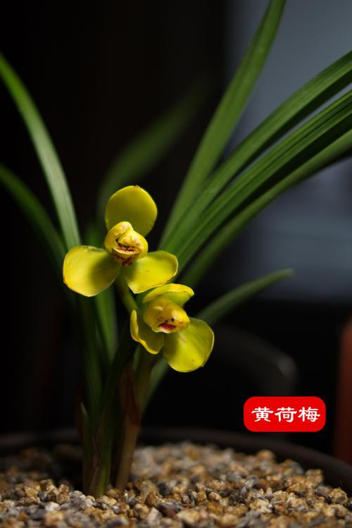 黄荷梅,杂交春兰,开黄色花的兰花