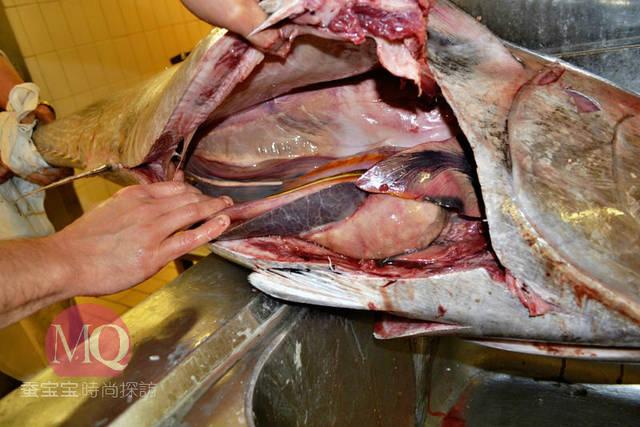 吭嗤吭嗤 ,sébastien同学把开膛破肚的金枪鱼摁倒在了案板上,继续