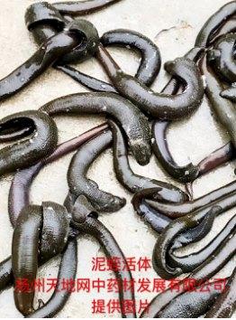 2蛭蚓科泥蛭(俗称小黑条)   泥蛭是我国最常见的水蛭习用品,个头小,从