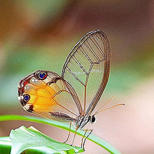 但它并不是唯一拥有透明翅膀的蝴蝶,在同科之中,另有几个种类的蝴蝶