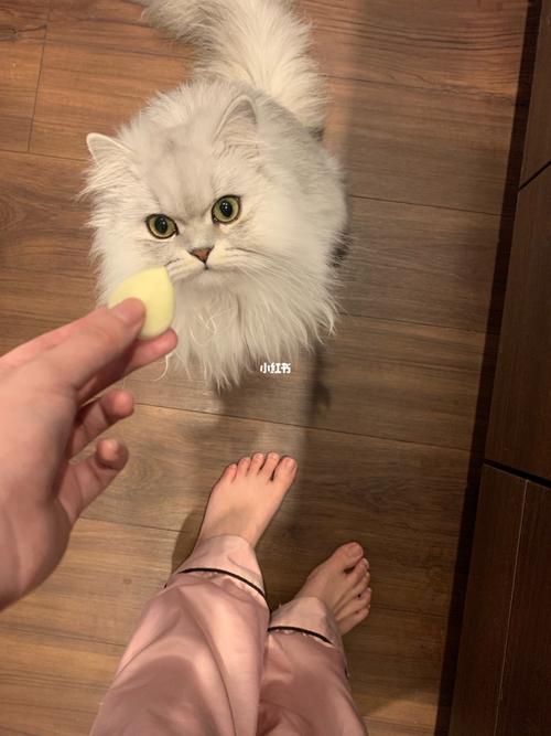真的有小猫咪喜欢这个么?_猫咪_猫咪日常_宠物_猫