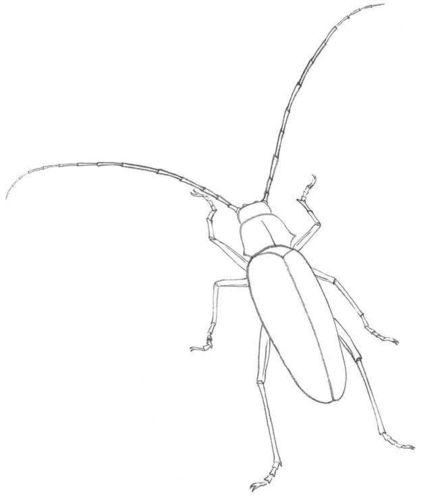 勾勒出天牛的后腿,注意六条腿的大小比例和摆放的位置.