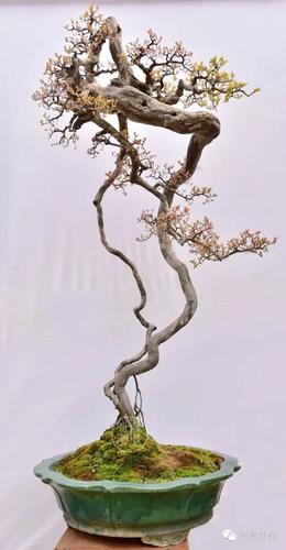 杨耀其作品丨雀梅