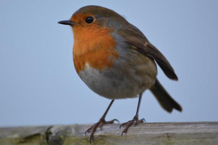 可爱小巧的知更鸟图片