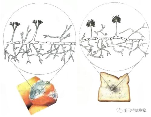 细菌和真菌在自然界中的作用①作为分解者参与物质循环:细菌和真菌把