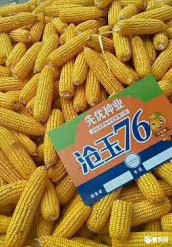 沧玉76玉米种子高产抗病